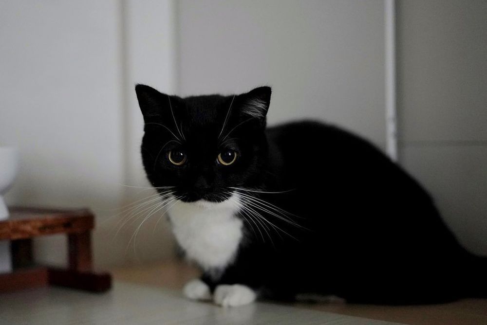 photo of a cat, from twitter.com/unicouniuni3