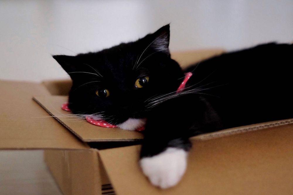 photo of a cat, from x.com/unicouniuni3