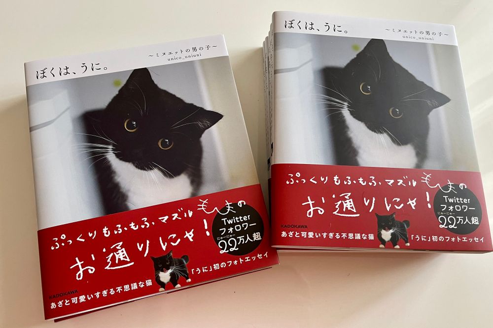 photo of a cat, from x.com/unicouniuni3