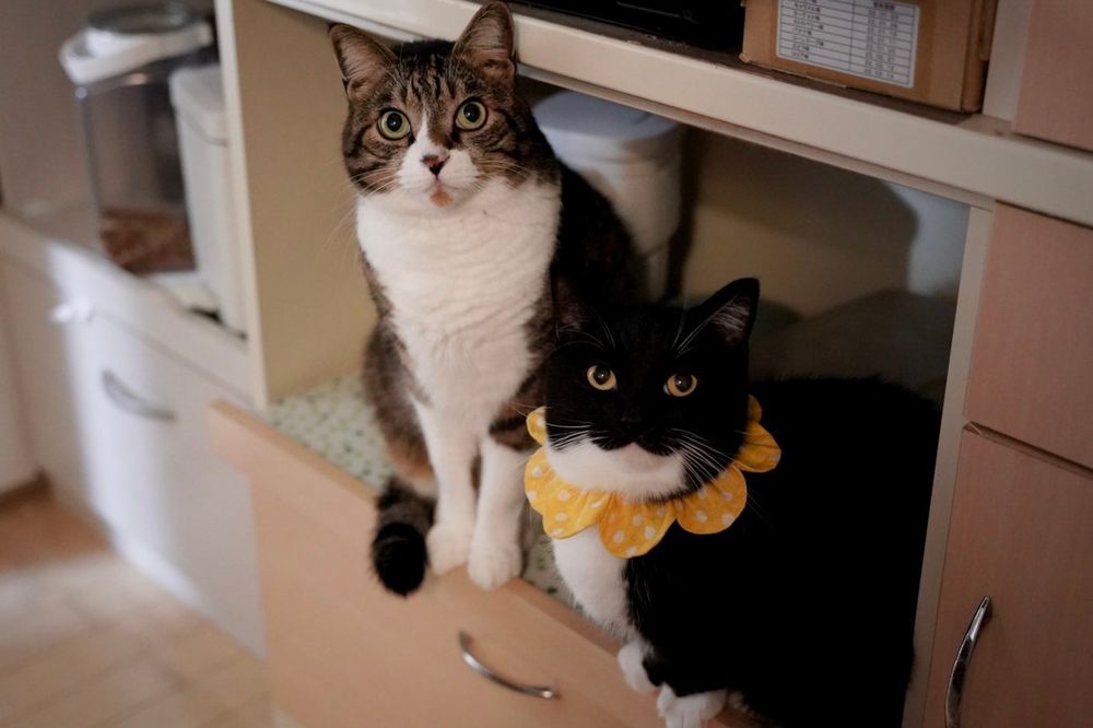 photo of a cat, from x.com/unicouniuni3