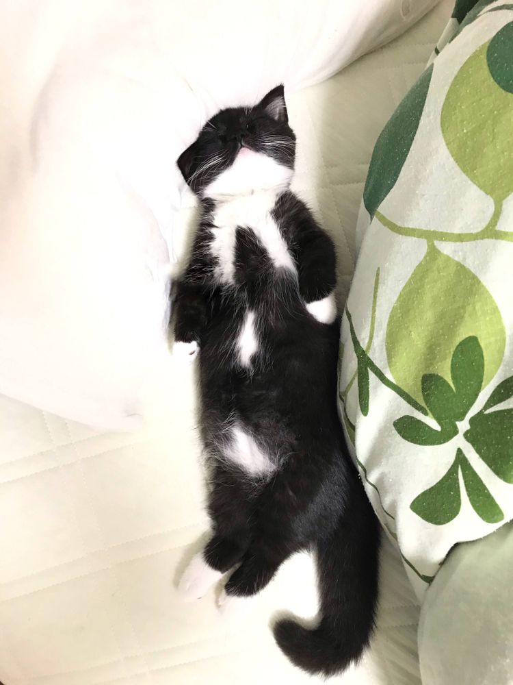 photo of a cat, from x.com/unicouniuni3