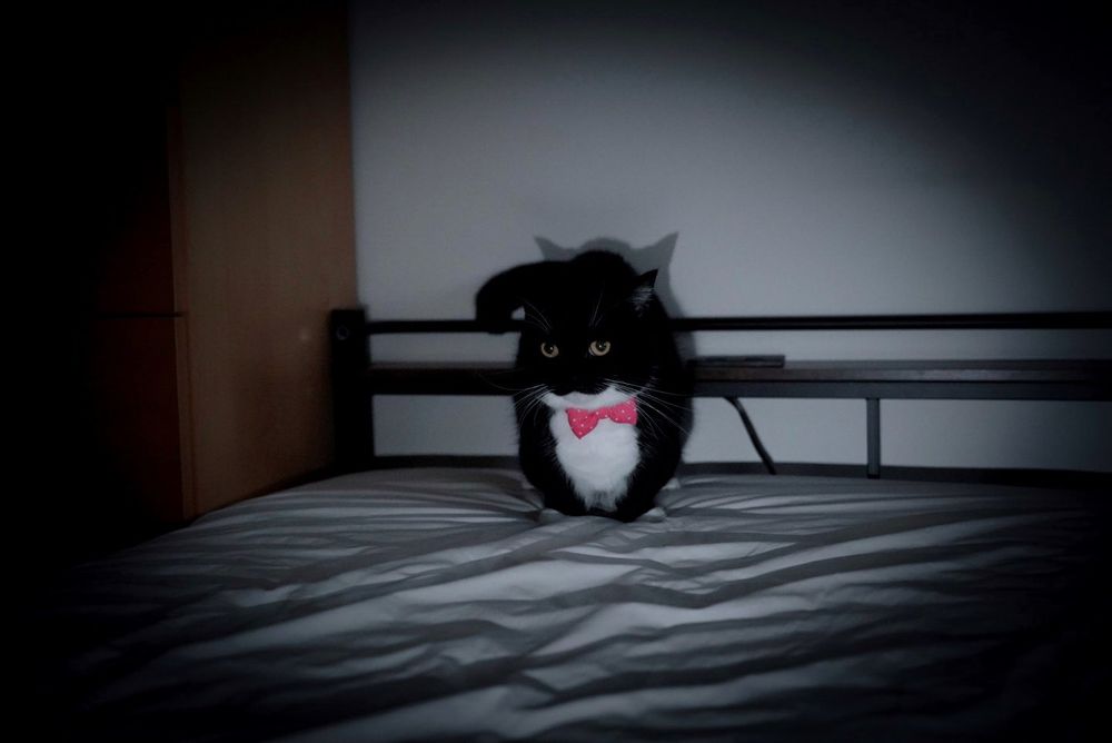 photo of a cat, from x.com/unicouniuni3
