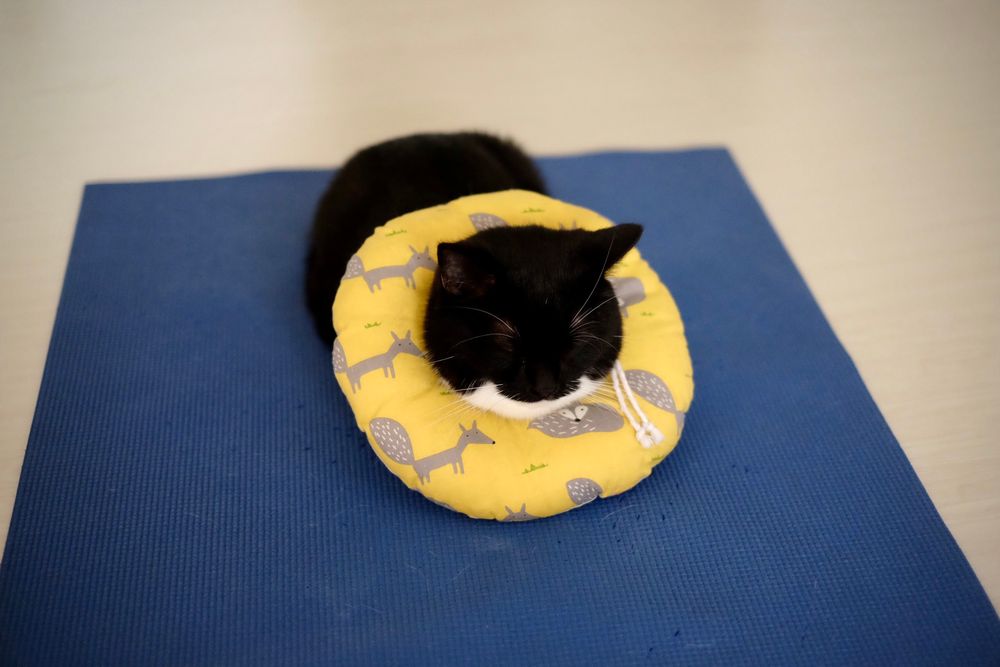 photo of a cat, from x.com/unicouniuni3