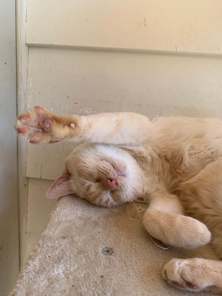 photo of a cat, from x.com/goodboyalfie/status/1313207219626758144