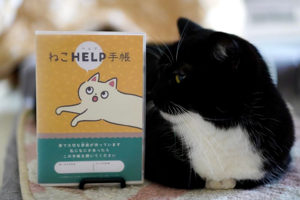 photo of a cat, from x.com/unicouniuni3