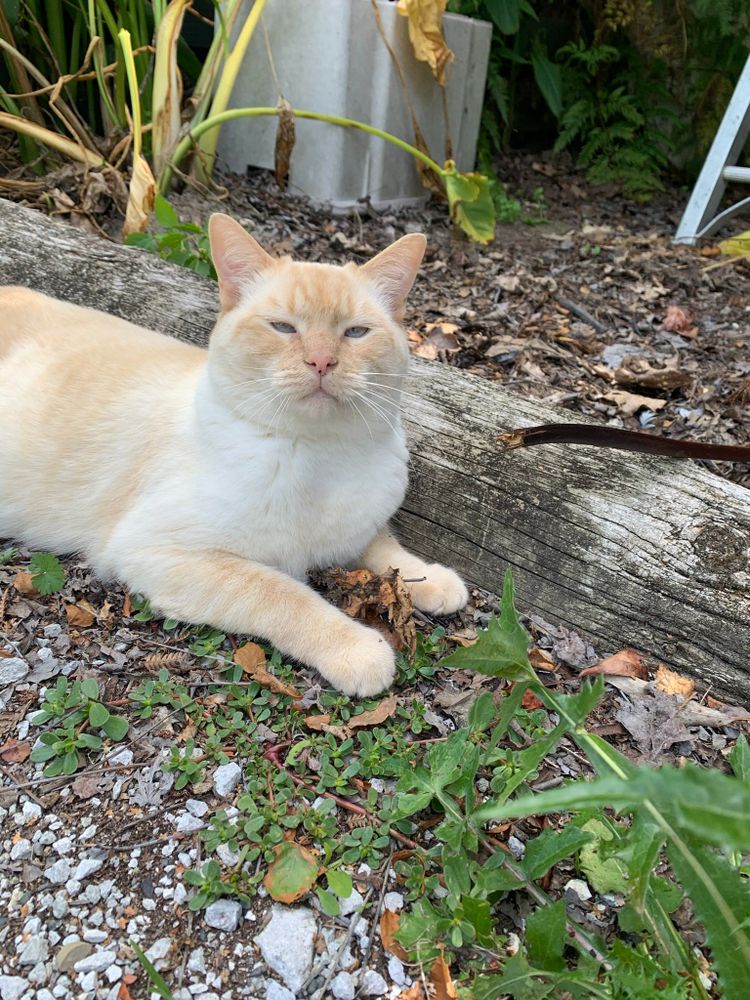 photo of a cat, from x.com/goodboyalfie/status/1365432712509677575