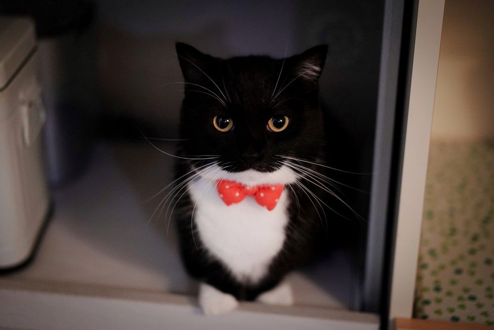 photo of a cat, from x.com/unicouniuni3