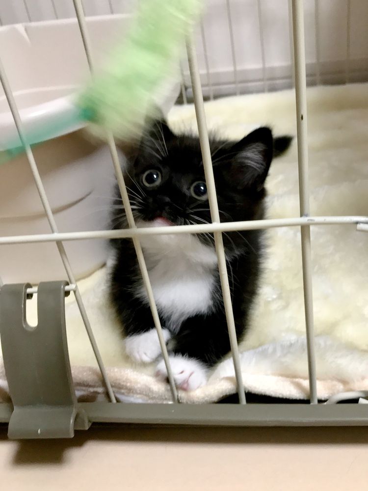 photo of a cat, from x.com/unicouniuni3