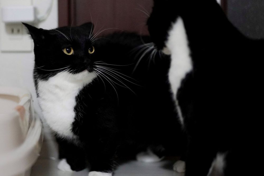 photo of a cat, from x.com/unicouniuni3