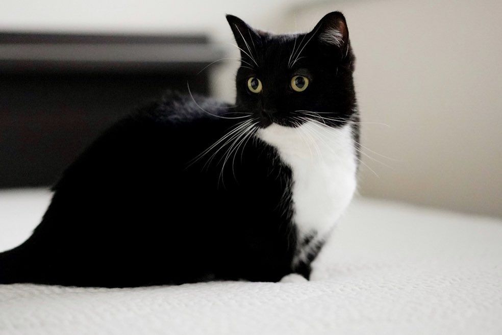 photo of a cat, from x.com/unicouniuni3