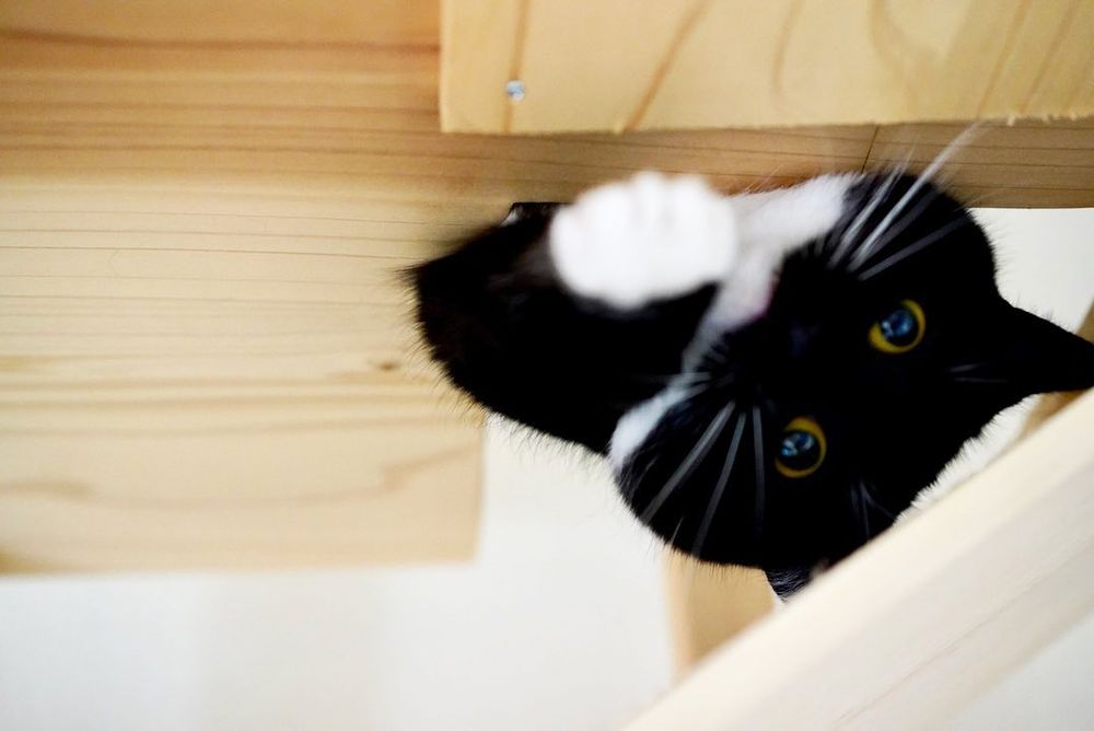 photo of a cat, from x.com/unicouniuni3