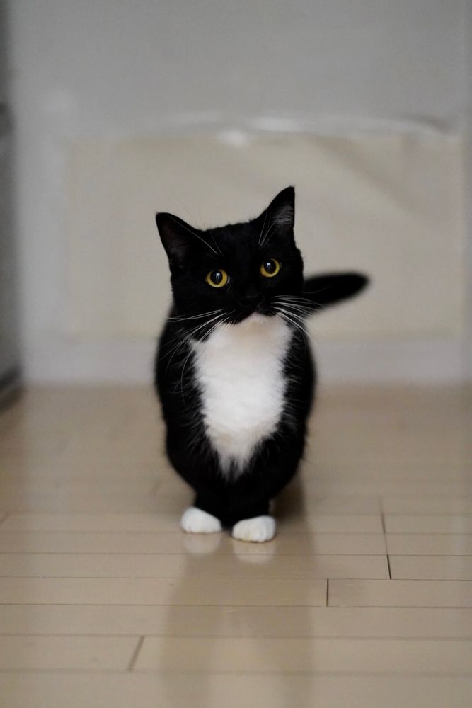 photo of a cat, from x.com/unicouniuni3