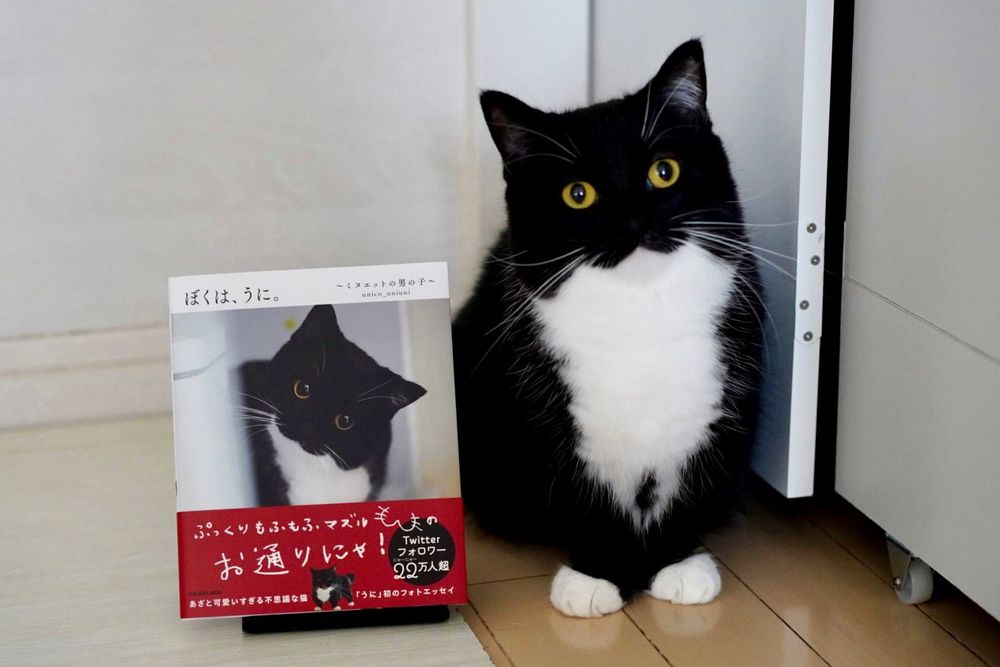 photo of a cat, from x.com/unicouniuni3