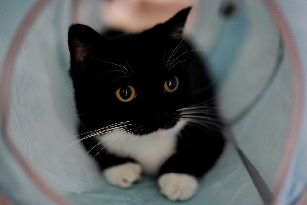 photo of a cat, from x.com/unicouniuni3