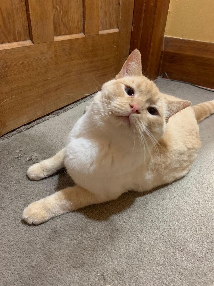 photo of a cat, from x.com/goodboyalfie/status/1288933044896768000