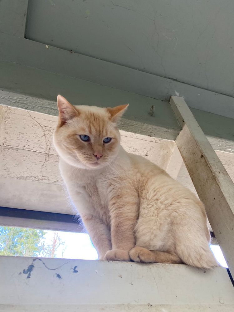 photo of a cat, from x.com/goodboyalfie/status/1435055966362365956