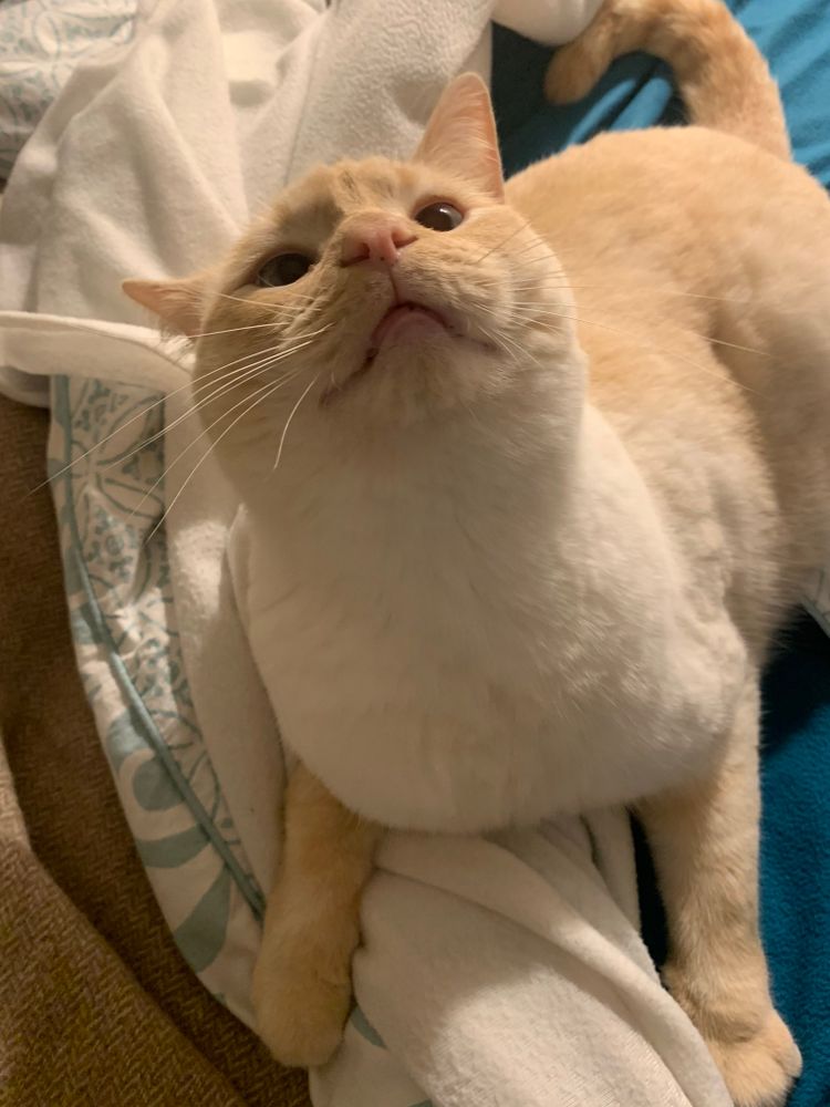photo of a cat, from x.com/goodboyalfie/status/1296221189287731200
