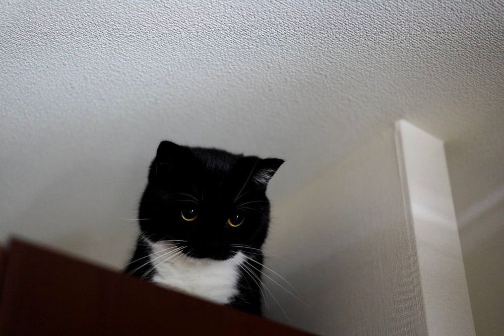 photo of a cat, from x.com/unicouniuni3