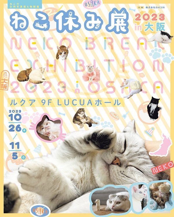 photo of a cat, from x.com/unicouniuni3