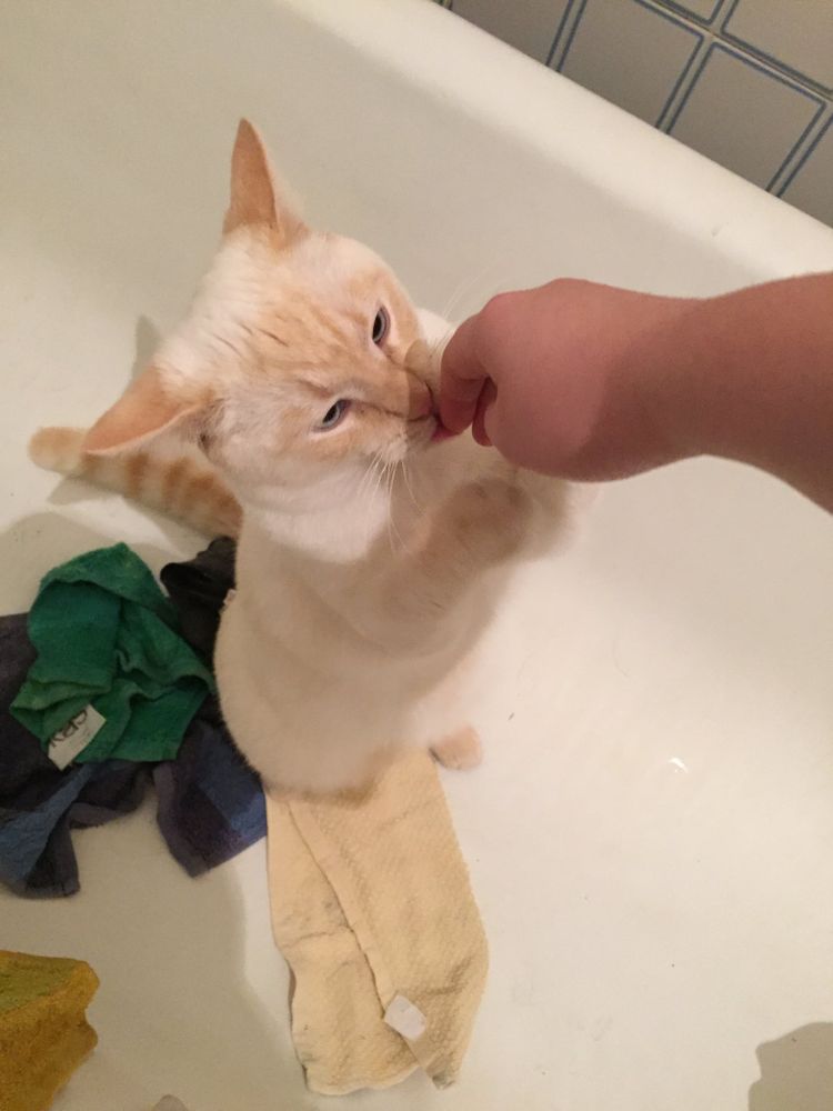 photo of a cat, from x.com/goodboyalfie/status/1163935850968711168