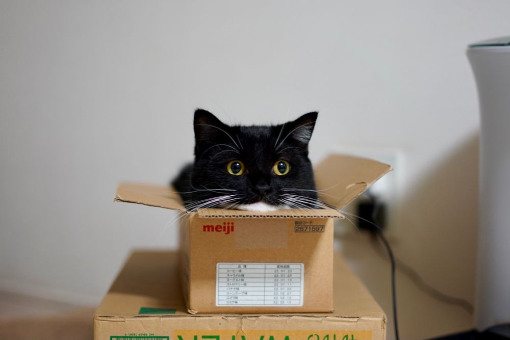 photo of a cat, from x.com/unicouniuni3