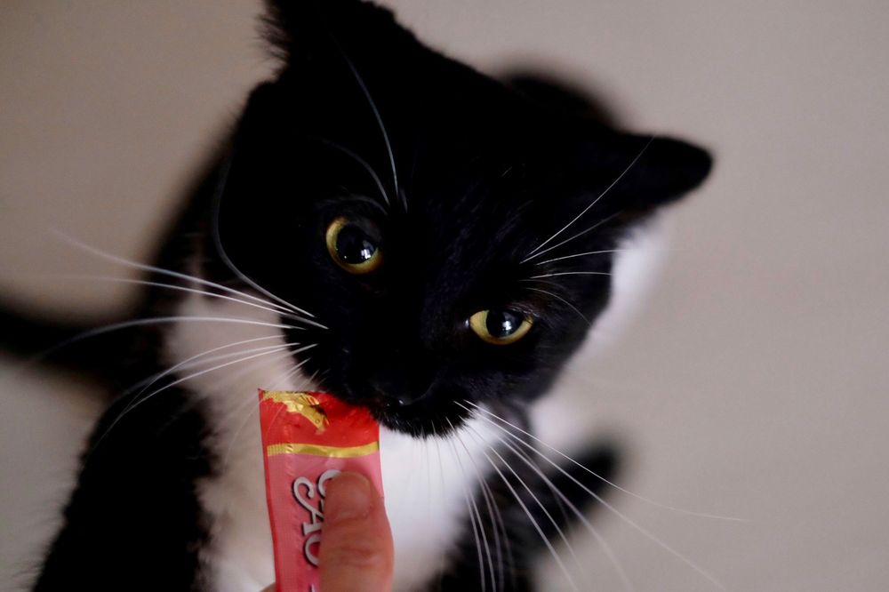 photo of a cat, from x.com/unicouniuni3