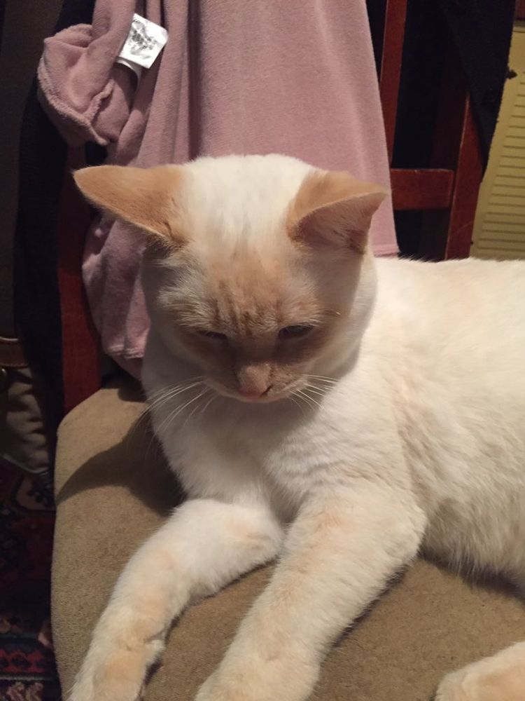 photo of a cat, from x.com/goodboyalfie/status/1154481042608099328
