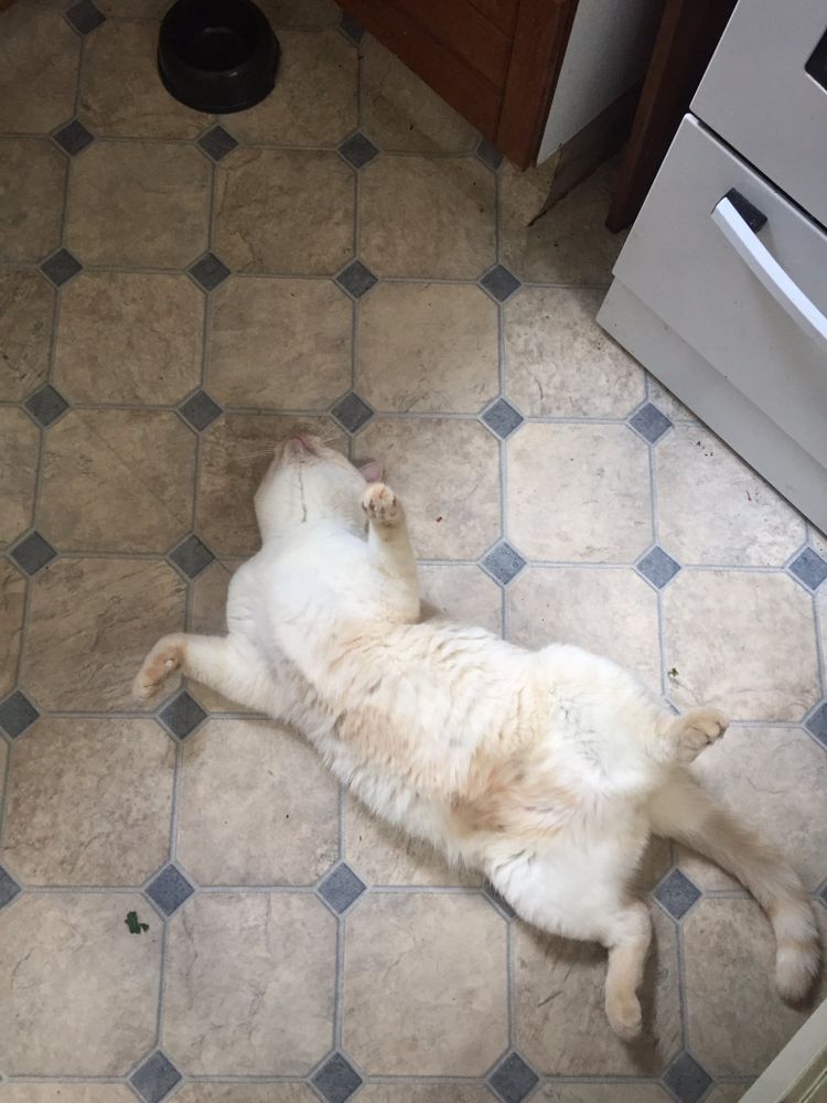 photo of a cat, from x.com/goodboyalfie/status/1200861120329740288