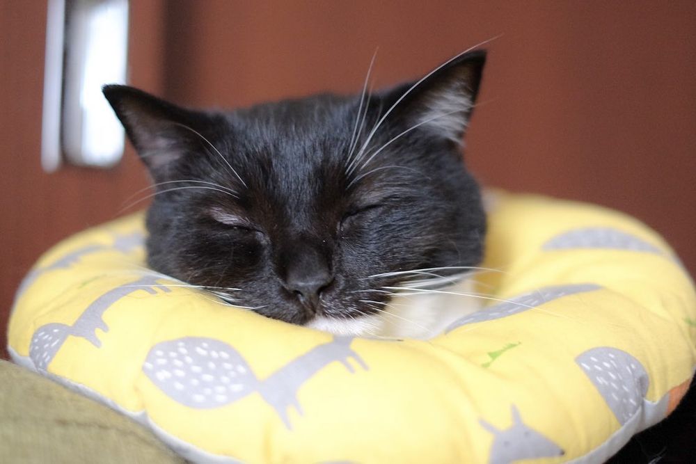 photo of a cat, from x.com/unicouniuni3