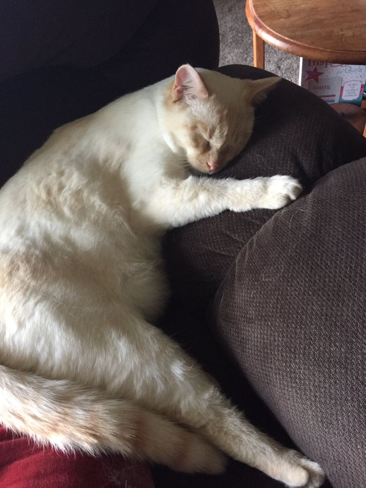 photo of a cat, from x.com/goodboyalfie/status/1184935017748713473