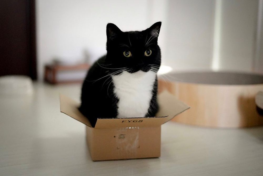 photo of a cat, from x.com/unicouniuni3