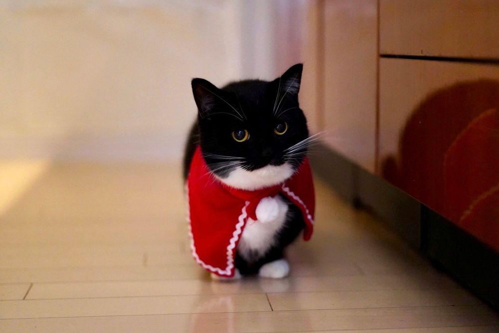 photo of a cat, from x.com/unicouniuni3