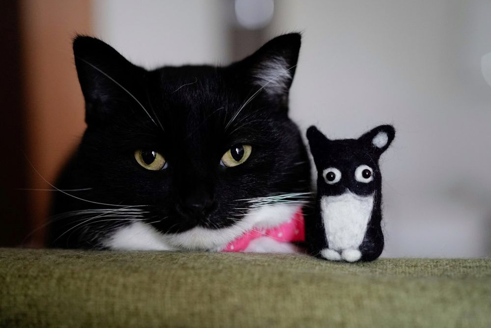 photo of a cat, from x.com/unicouniuni3