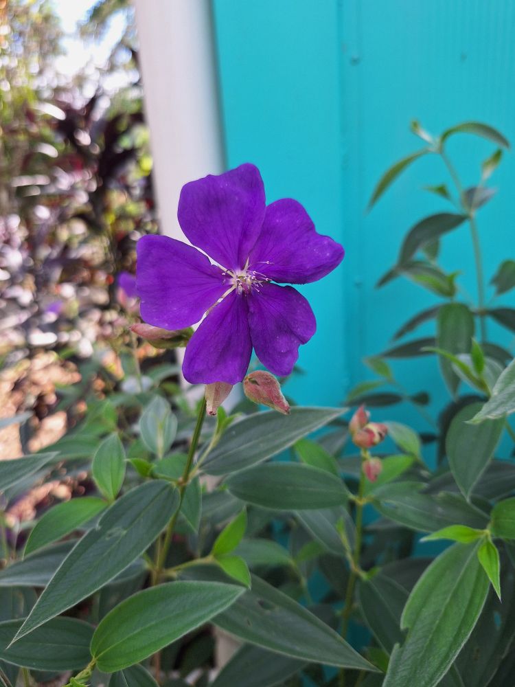 Tibouchina semidecandra, the princess flower, blooming for the first time. The bright purple flower has 5 leaves, and sits atop a grouping lush, velvety, pinnate leaves.