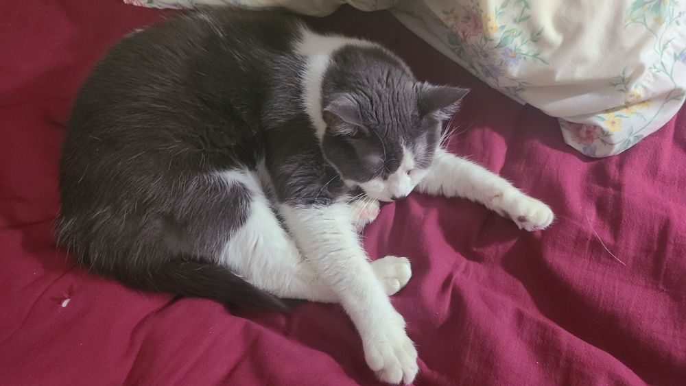A grey and white cat lying curled up with his front paws stretched out in front of him.
