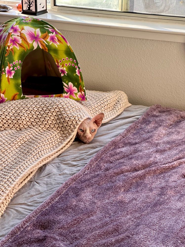 A white sphynx cat with blue eyes on a bed, her head and one ear just poking out from underneath a blanket 
