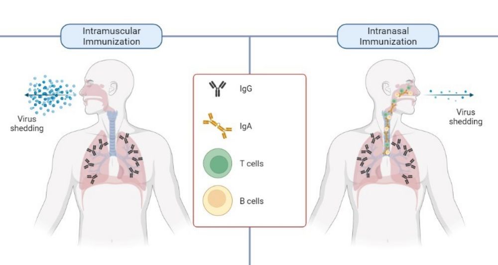 Game-changing needle-free COVID-19 intranasal vaccine - Griffith News