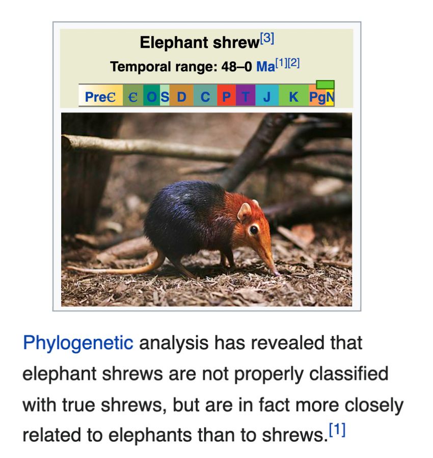 phylogenetic analysis has revealed that elephant shrews are not properly classified with true shrews, but are in fact more closely related to elephants than to shrews