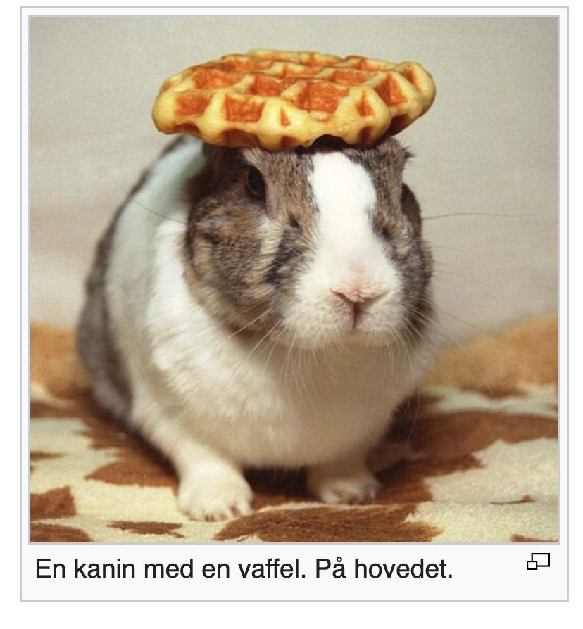En kanin med en vaffel. På hovedet.
