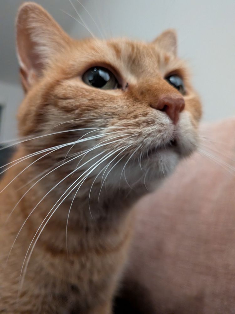 An orange cat's face up close