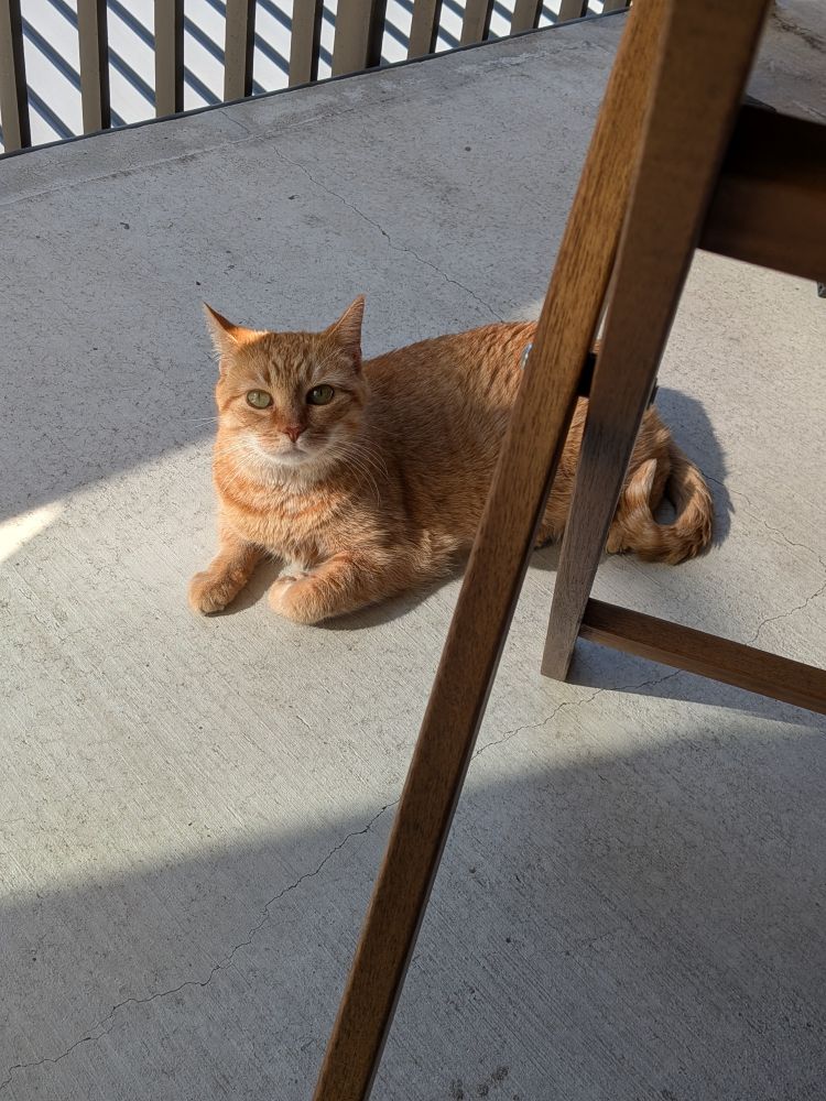 Photograph of an orange cat laying down outside.