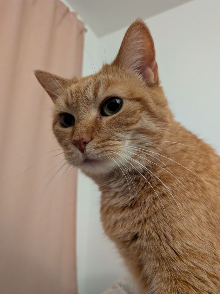 Poor quality photograph of Donna, perfect cat. 