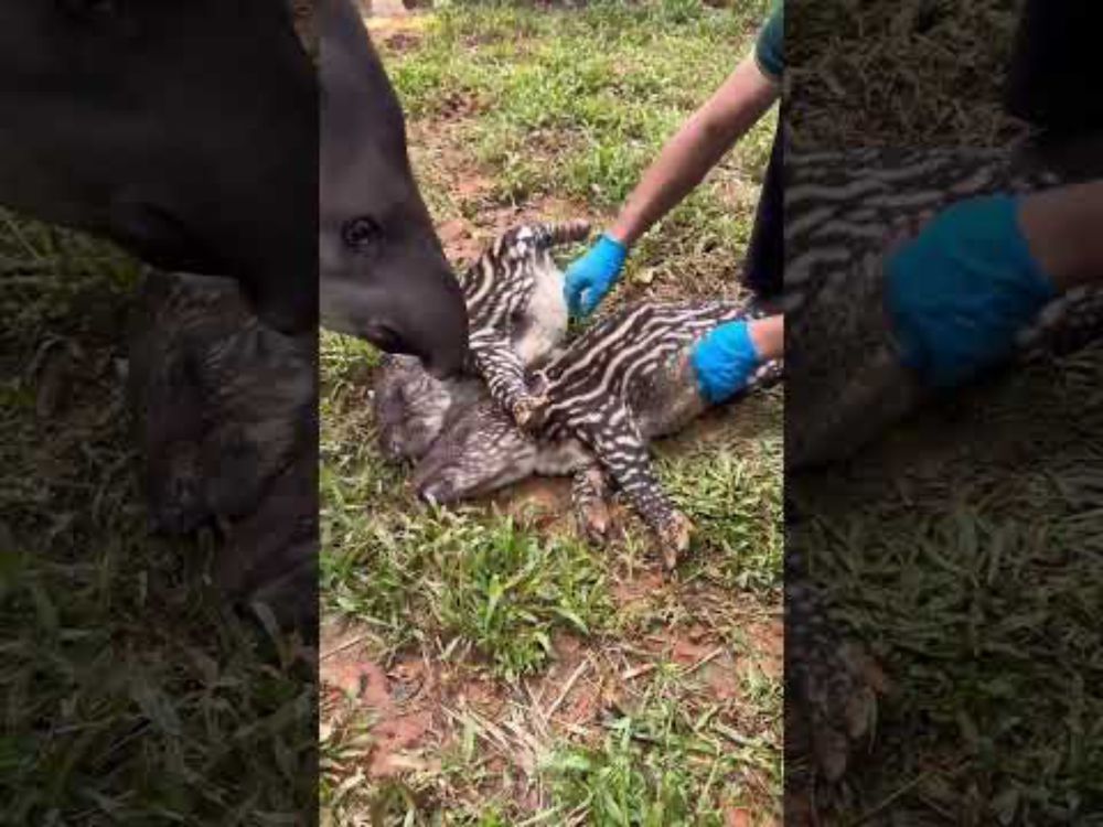 I'll see if this person takes good care of my baby. Original video: Brazilian tapir twins