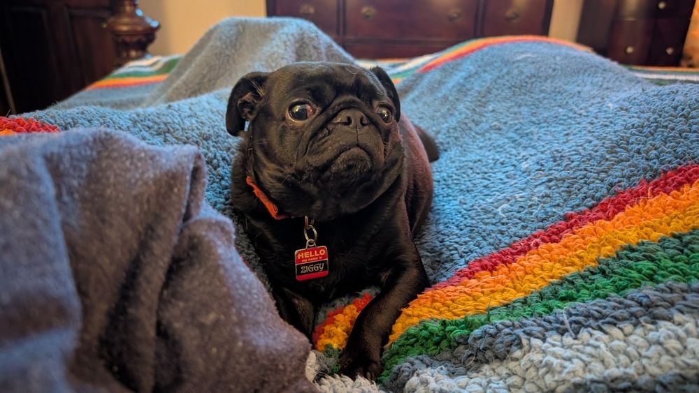 Pug named Ziggy