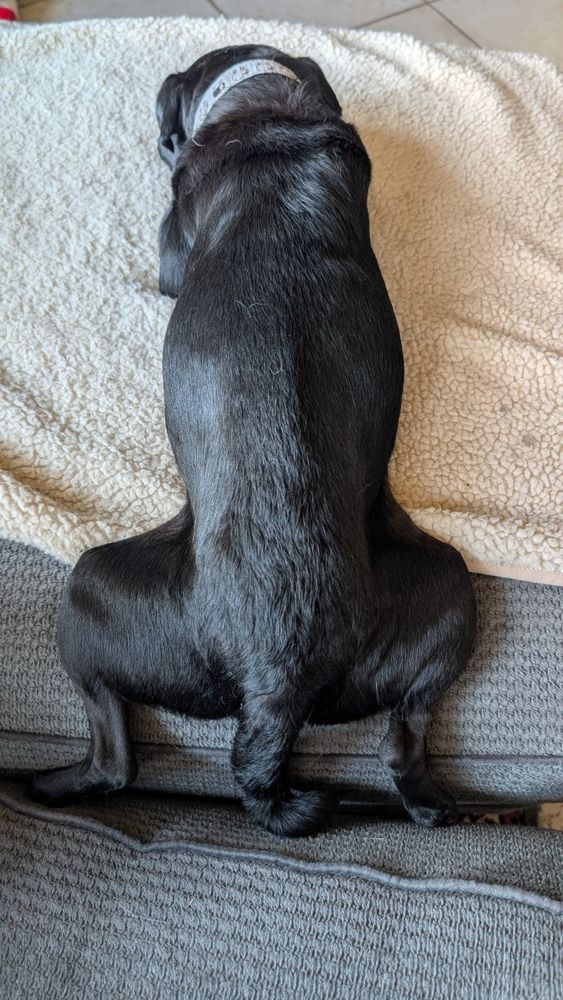 Ziggy the froggy diabeetus pug.