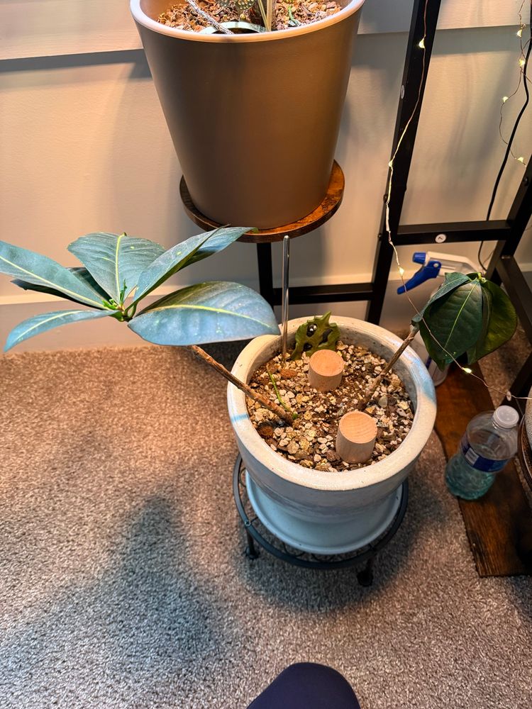 Photo of a potted plant with two stems, two plants of the same species, one drooping the other very perky. 