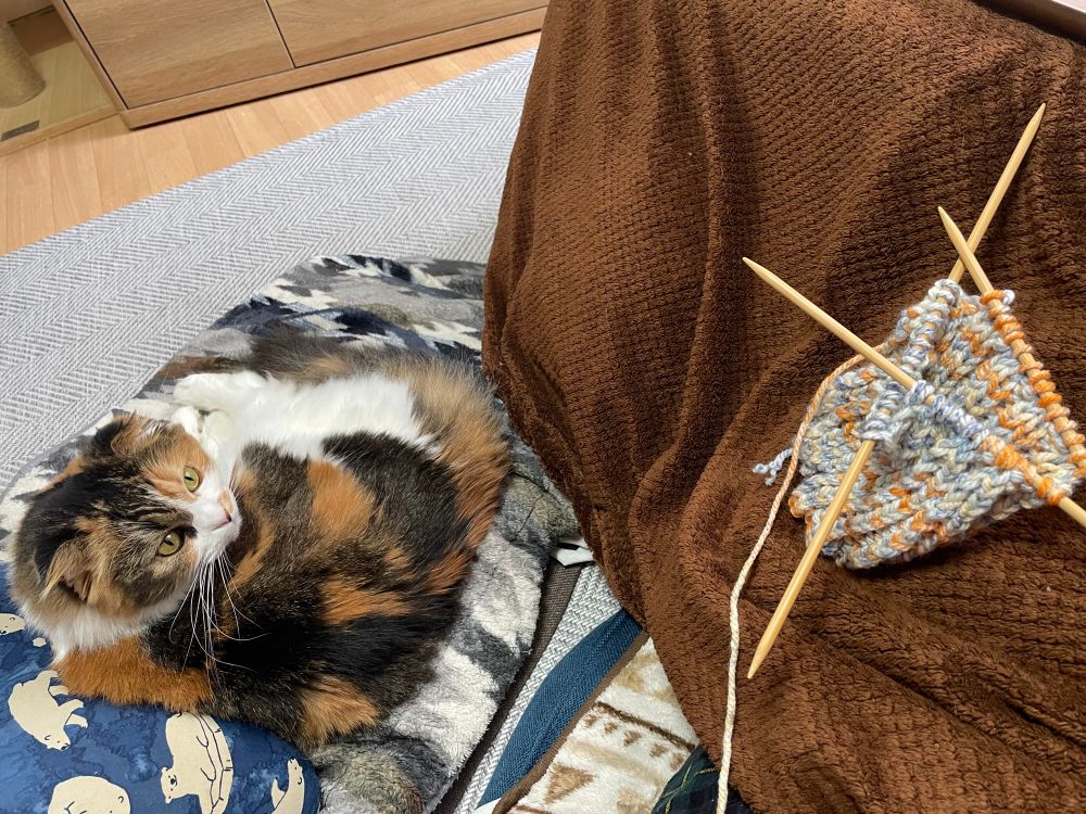 編みかけのレッグウォーマーと壱家の猫、ちあ