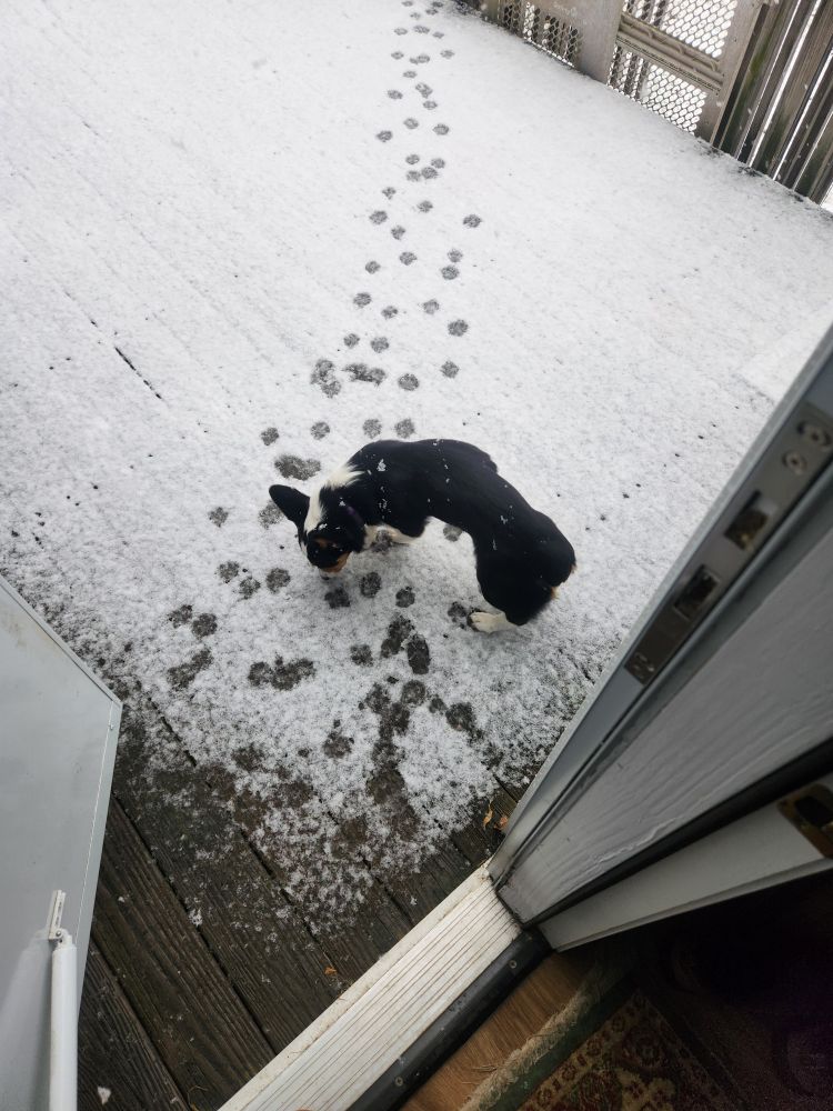 Tri-color corgi enjoying it's first snow