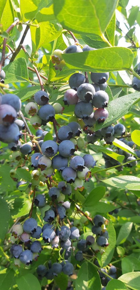 A lot of blueberries on a bush, ready to be picked.