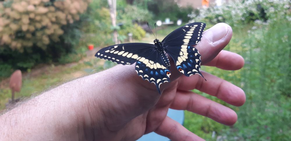 A swallowtail butterfly (mostly black with yellow spots down the sides of the wings and a few blue spots at the bottom) sits on my hand.